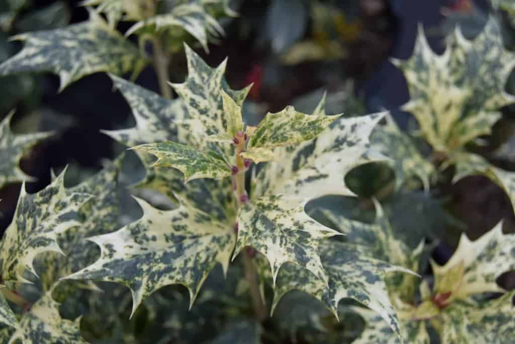 Osmanthus heterophyllus 'Goshiki' 40-60 cm